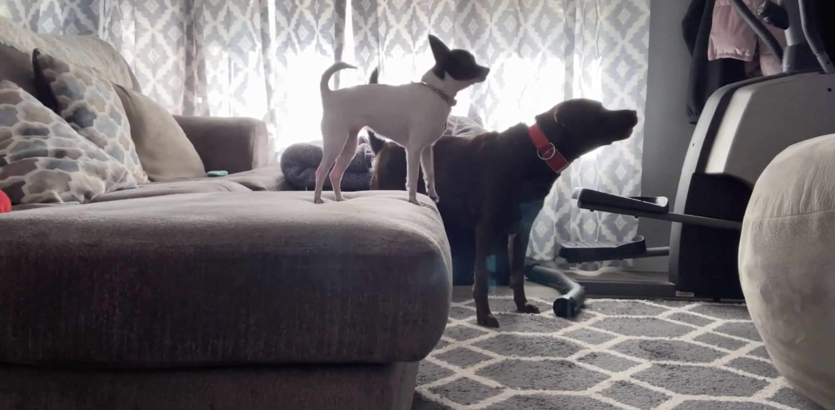 a large brown dog and a small white dog with black head in a livingroom