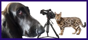 cat video recording a black basset hound